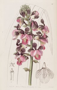 Eulophia rosea（syn。Lissochilus roseusとして） 作： Miss Drake